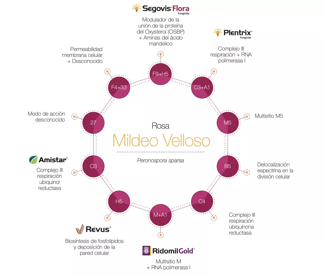 velloso