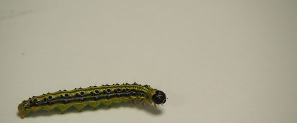 lepidotteri