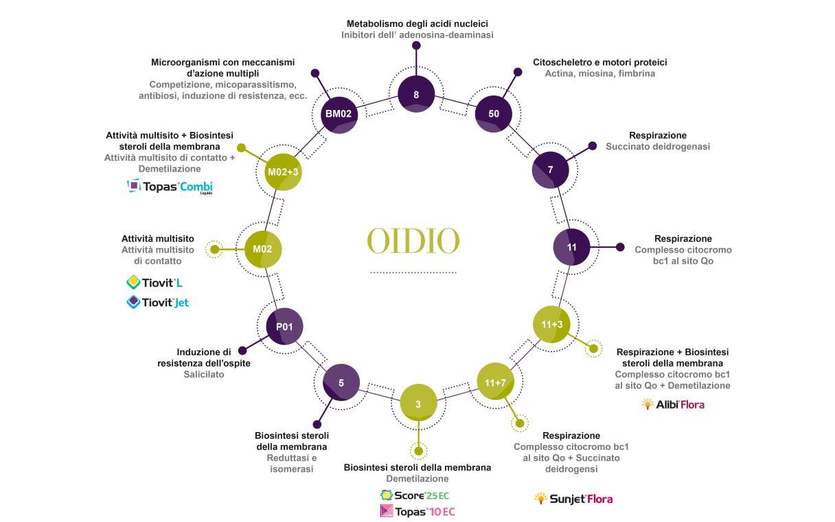 ciclo resistenze