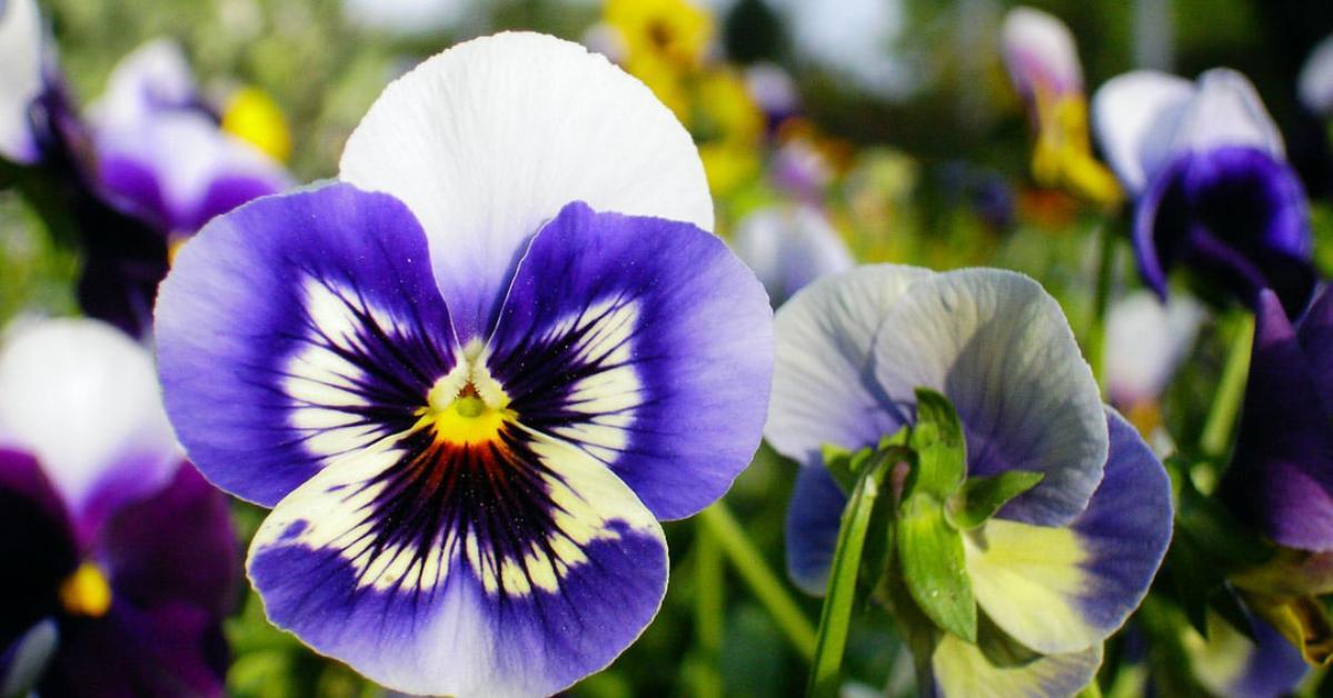 pansies