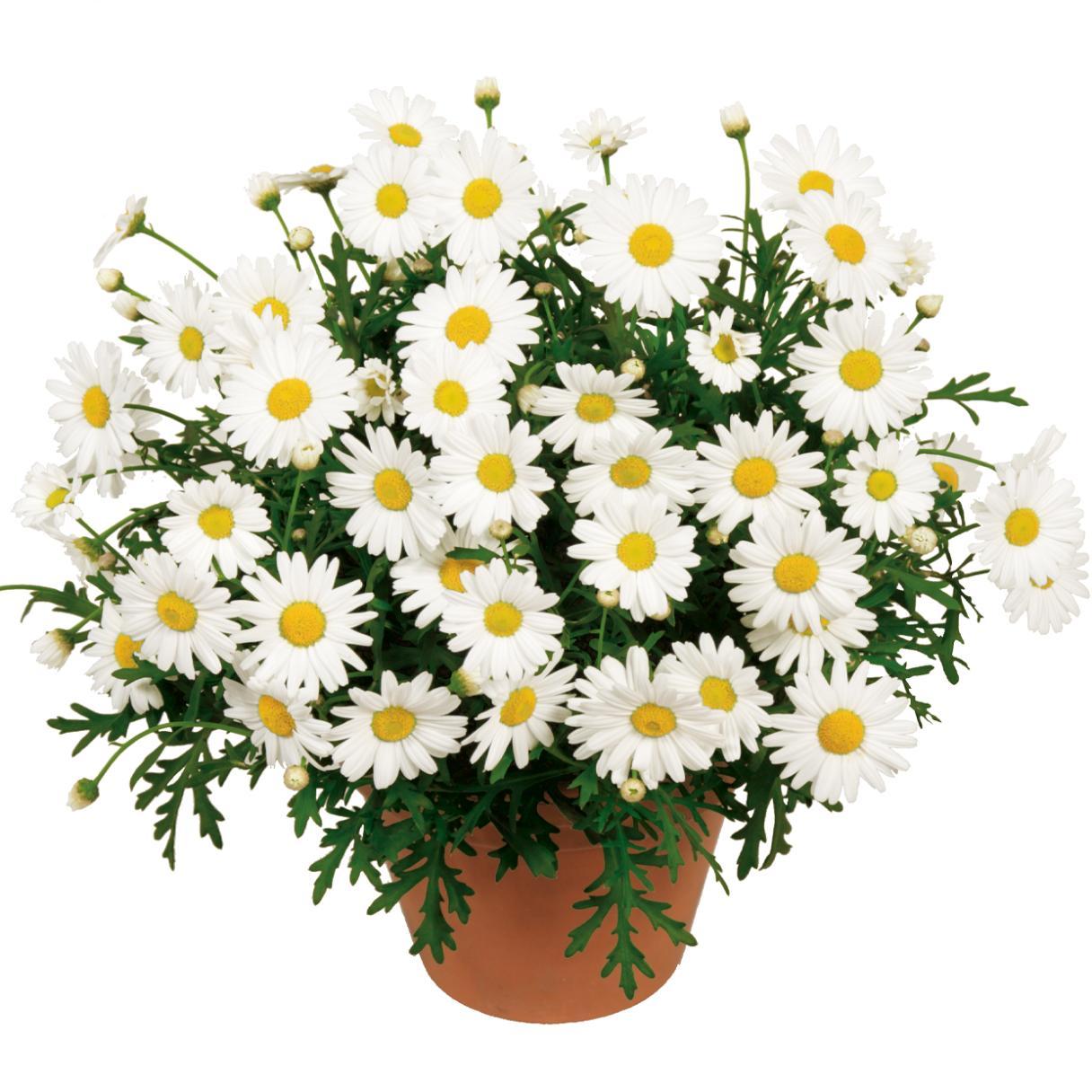 Argyranthemum in vaso