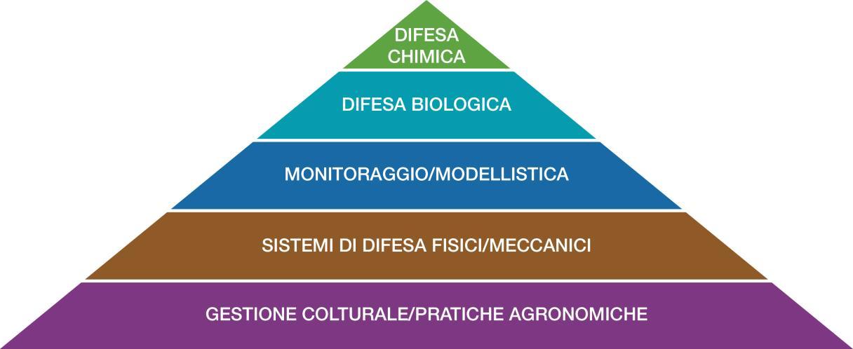 piramide difesa integrata