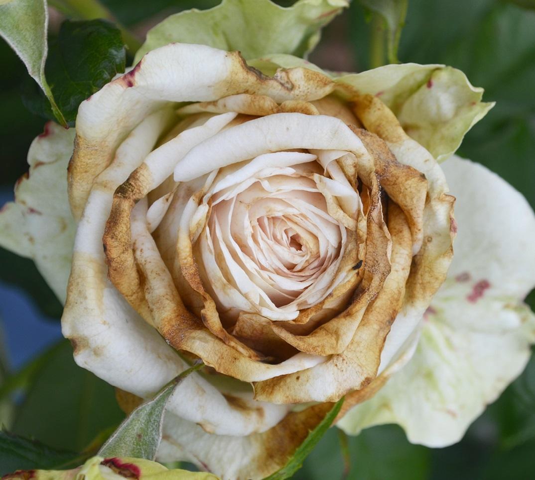 Rosa botrite