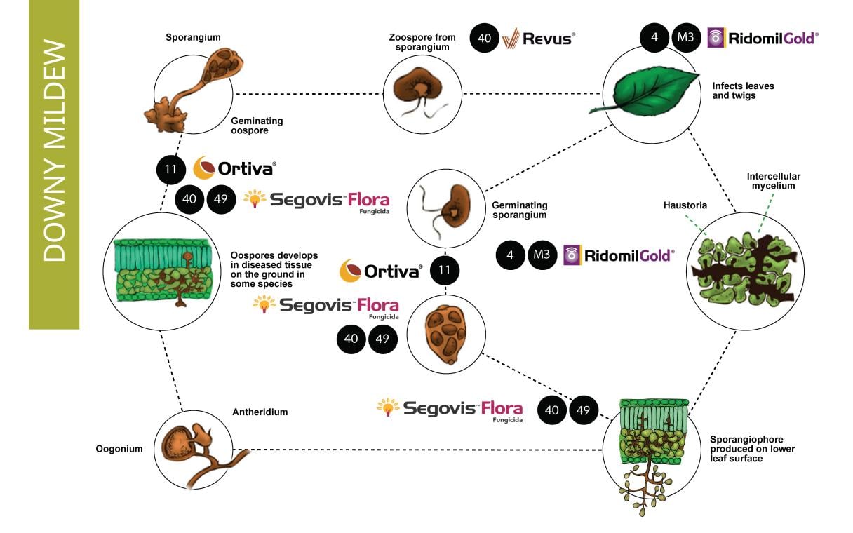 Downy Mildew life cycles