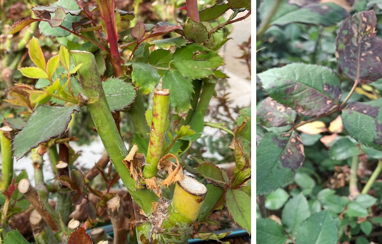 Downy Mildew in Roses