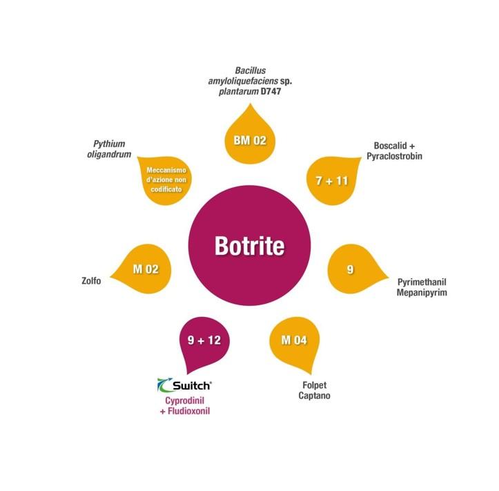 Botrite gestione