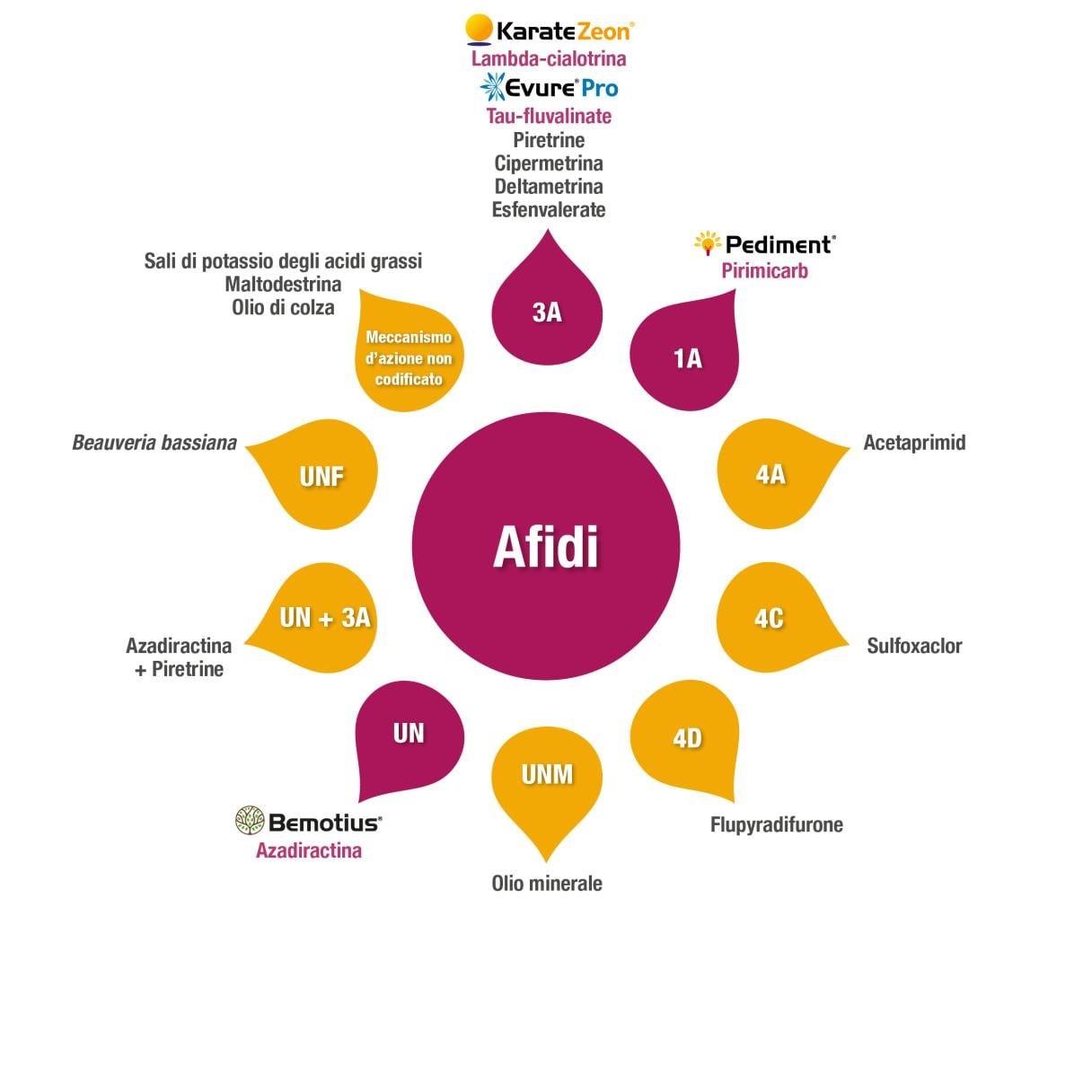gestione_afidi.jpg