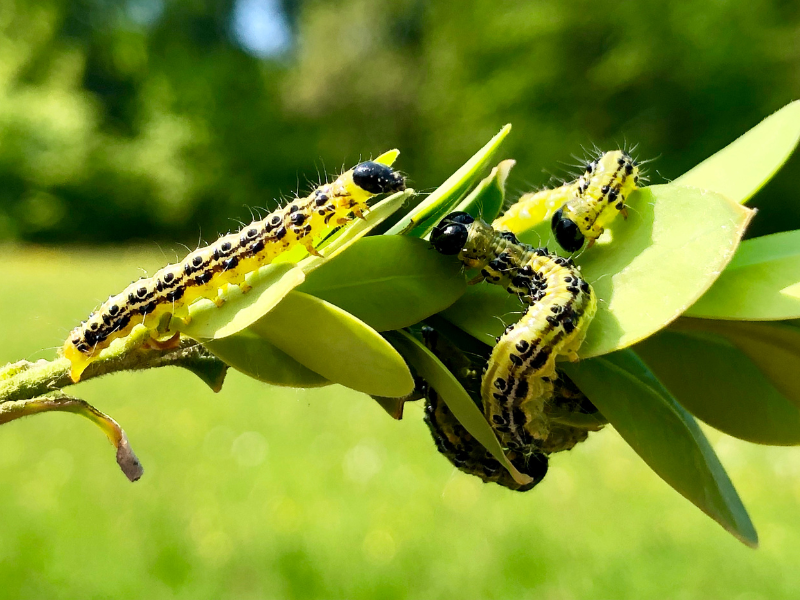 Sempliance puts Box Tree Moth on the back foot