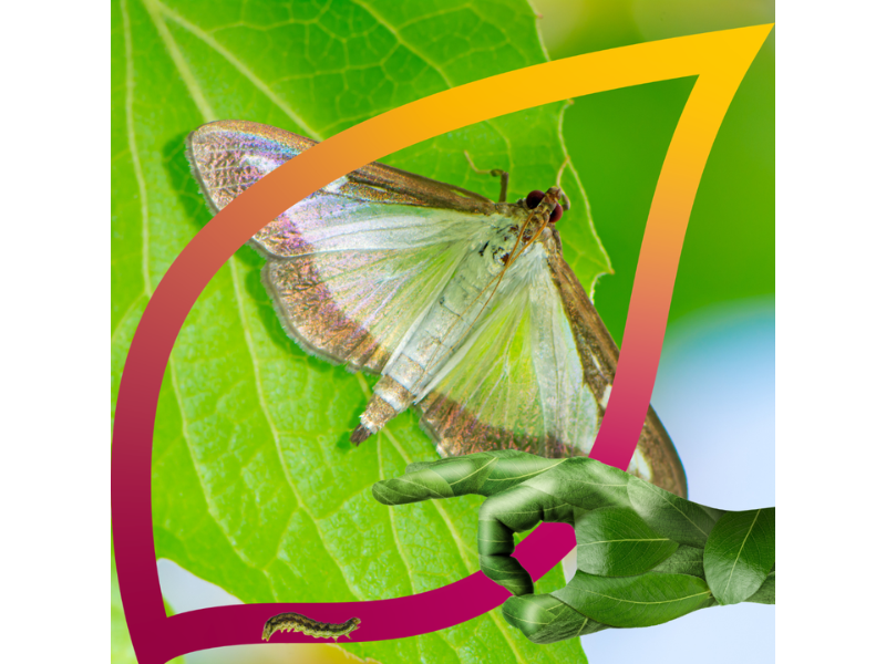 Sempliance puts Box Tree Moth on the back foot