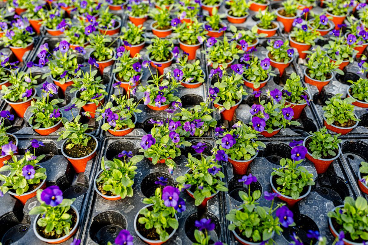 Colorful pansies in small pots arranged in rows at a plant nursery