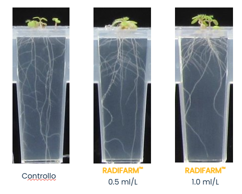 Three photos comparing plant root growth in containers under different treatments