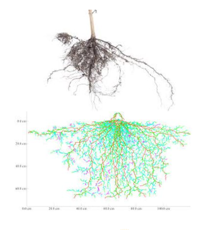 Roots above a multicolored branching network graph on a white background
