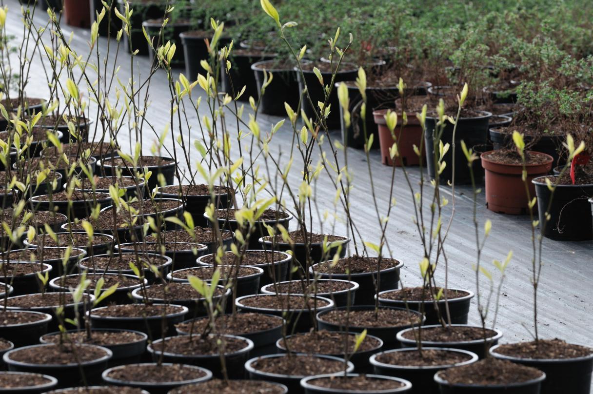 Rows of small potted seedlings in a greenhouse nursery