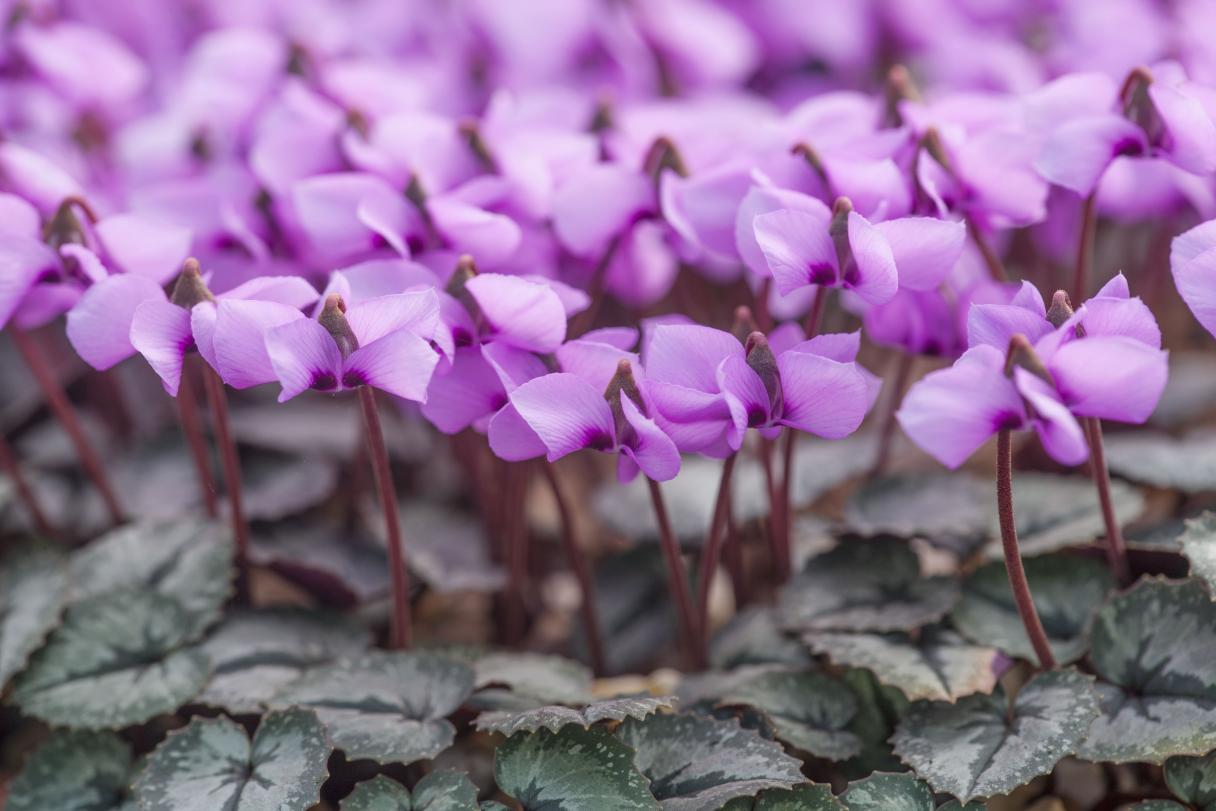 Cluster of purple cyclamen flowers above silvery green leaves