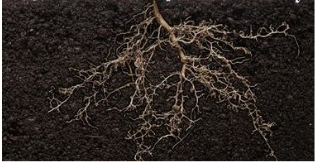 Plant roots spreading through dark soil