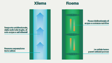 Diagram comparing xylem and phloem transport directions in plant stems