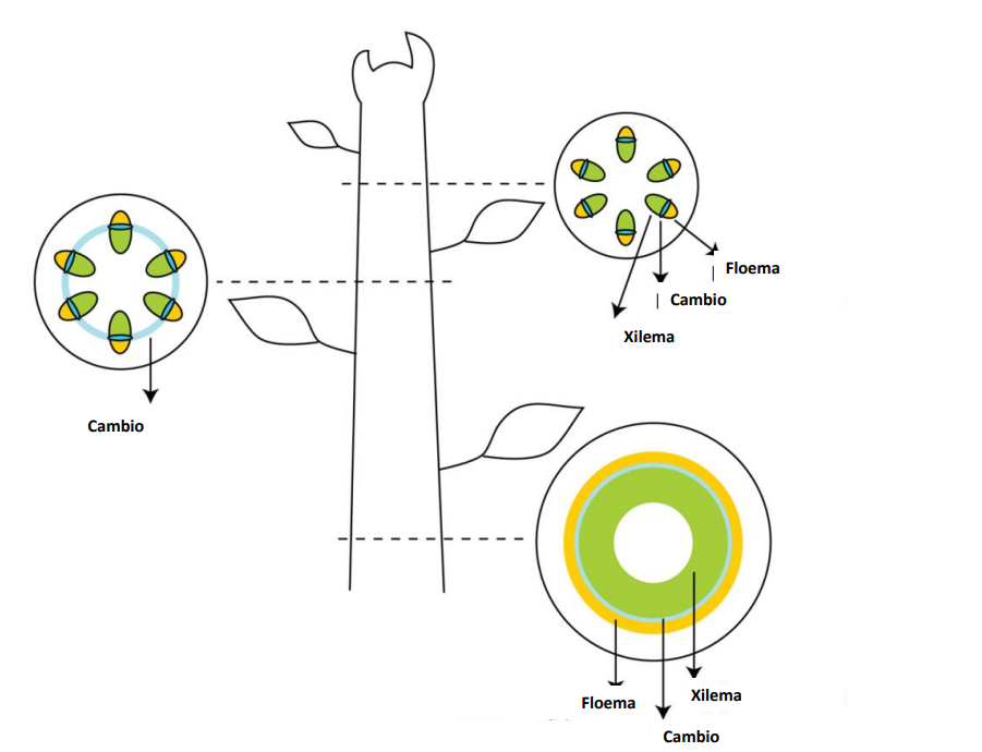 Diagram of plant stem showing xylem and phloem transport and vascular bundle cross-section