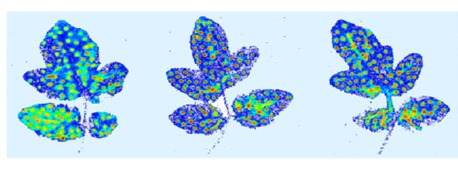 Three blue and green butterfly shapes on a white background