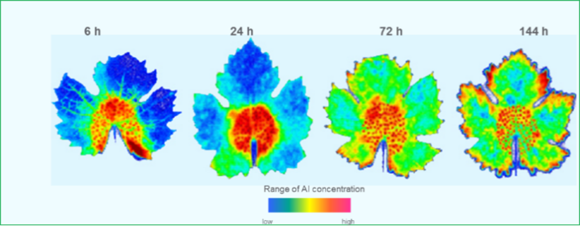 Four colorful brain maps showing activation patterns with a blue-to-red scale bar