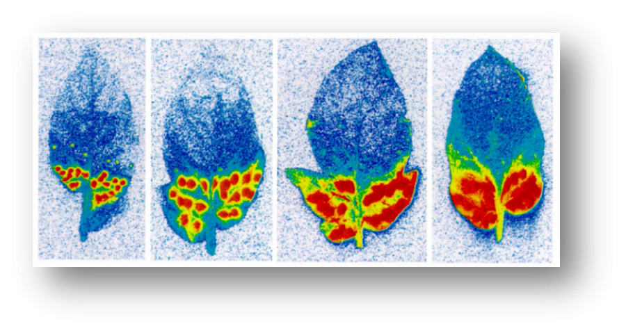 Four blue leaf-shaped heatmaps showing red and yellow clusters