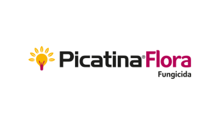 Picatina